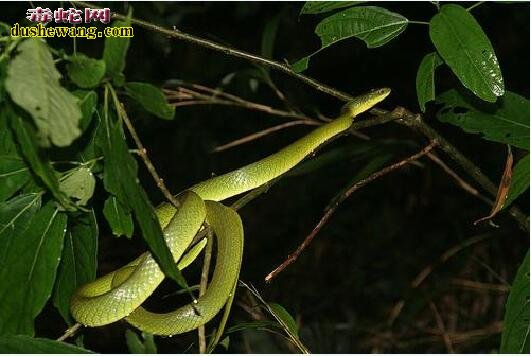 翠青蛇的区分与繁殖