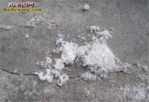 地震后地上出现神秘"白毛" 原来小时候的故事是真的!