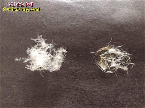 地震后地上出现神秘"白毛" 原来小时候的故事是真的!