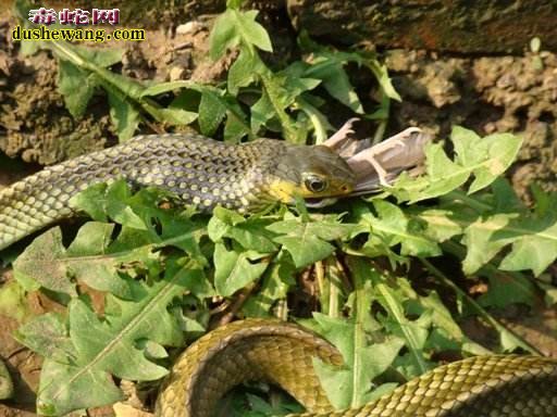 乌梢蛇生长速度 乌梢蛇养殖多久可以出栏