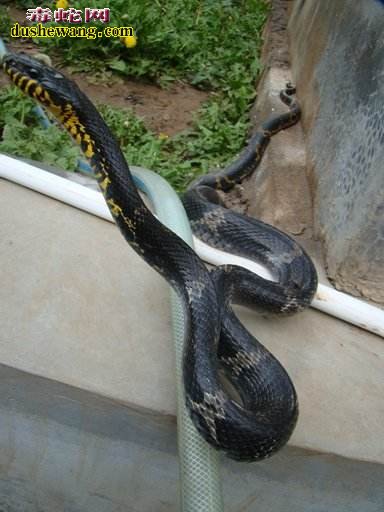 棕黑锦蛇养殖周期 棕黑锦蛇养多长时间能出售
