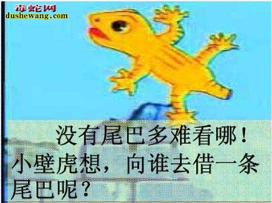 小壁虎借尾巴的故事