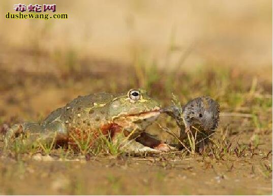 非洲牛蛙图片12
