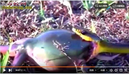 非洲牛蛙视频