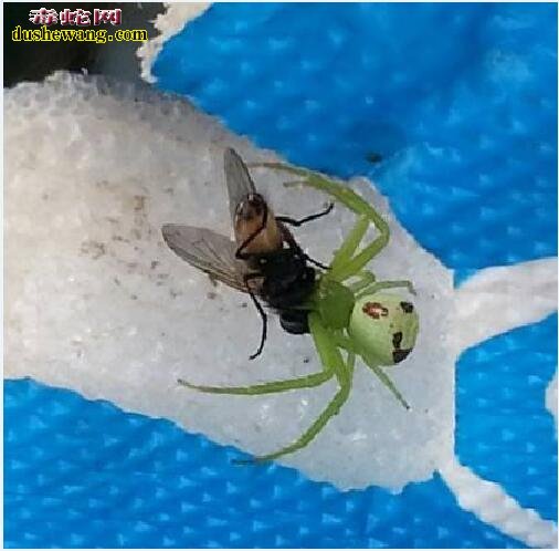 家里出现蜘蛛预示风水?