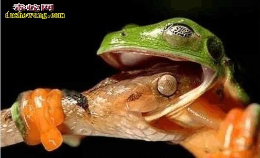 蛇吃青蛙很常见 但青蛙吃蛇也不是不可能哦！