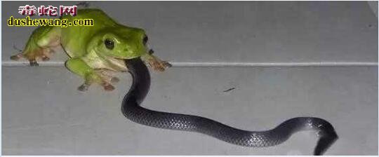 蛇吃青蛙很常见 但青蛙吃蛇也不是不可能哦！
