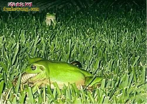 蛇吃青蛙很常见 但青蛙吃蛇也不是不可能哦!