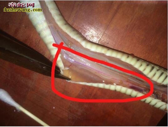养蛇场发现蛇身上长包!是肿瘤还是寄生虫?