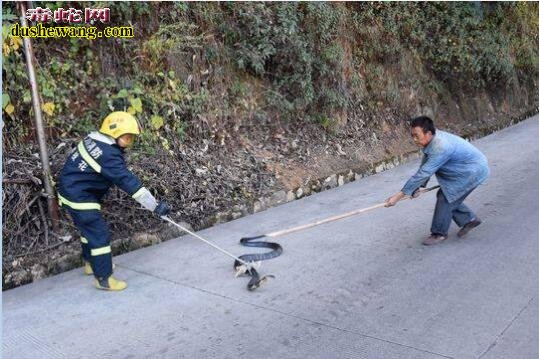 9斤眼镜王蛇路边散步被消防官兵抓捕 太危险了！