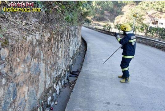 9斤眼镜王蛇路边散步被消防官兵抓捕 太危险了！