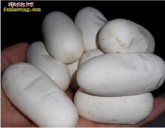 如何选蛇蛋?