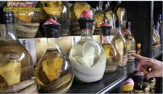 蛇酒文化：大洪山里的蛇酒故事
