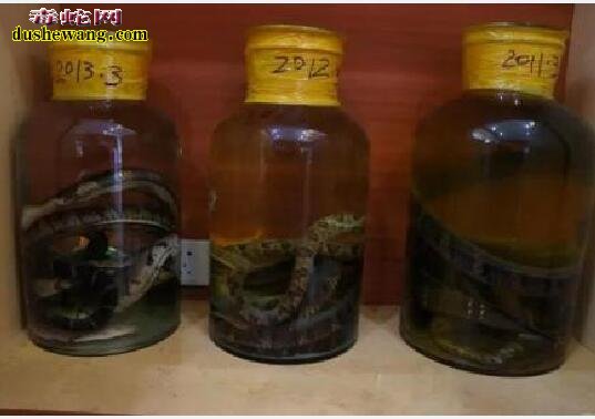 蛇酒文化:大洪山里的蛇酒故事