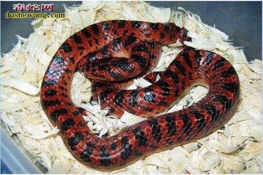 赤链蛇的生活习性与繁殖