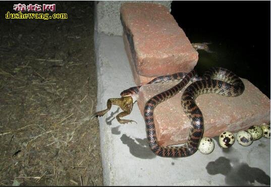 赤链蛇的生活习性与繁殖