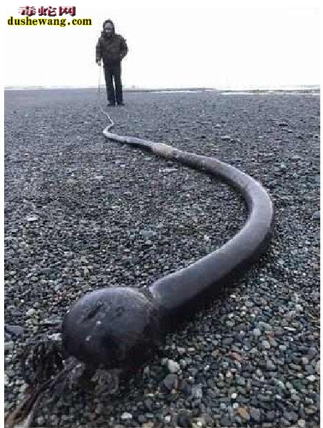 老渔夫发现超长圆头海蛇！体长是人类身高四倍！什么鬼？