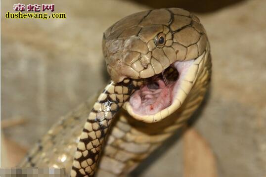 眼镜王蛇为什么不怕毒？