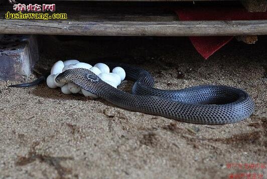 眼镜蛇怀卵期间吃食吗？