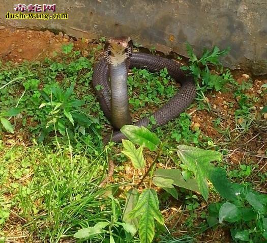 眼镜蛇怀卵期间吃食吗？