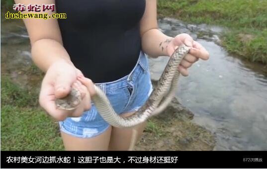 美女水蛇：美女抓水蛇全过程