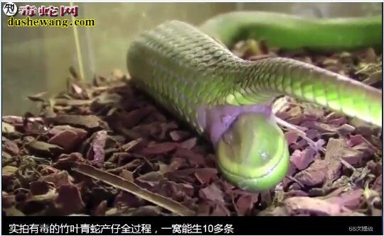 竹叶青蛇的繁殖方式