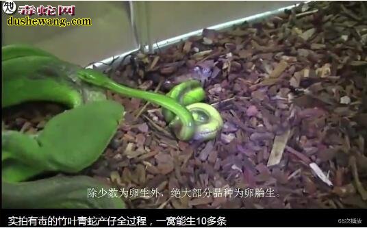 竹叶青蛇的繁殖方式