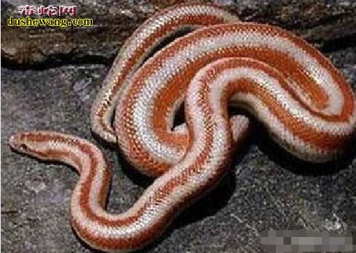 红色蟒蛇 红色蟒蛇都有哪些品种
