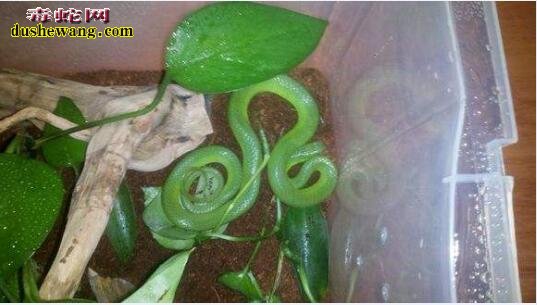 翠青蛇的饲养环境有什么要求？