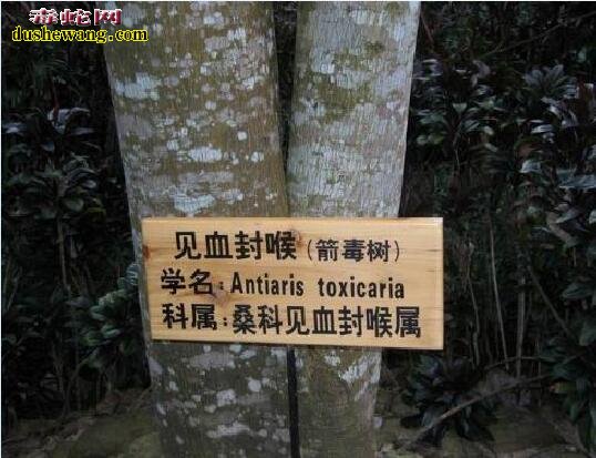 世界上最毒的树:箭毒木见血封喉、沾上就亡!