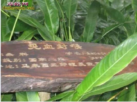 世界上最毒的树:箭毒木见血封喉、沾上就亡!