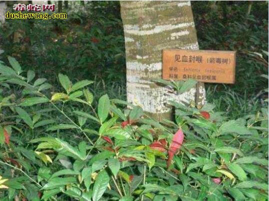 世界上最毒的树:箭毒木见血封喉、沾上就亡!