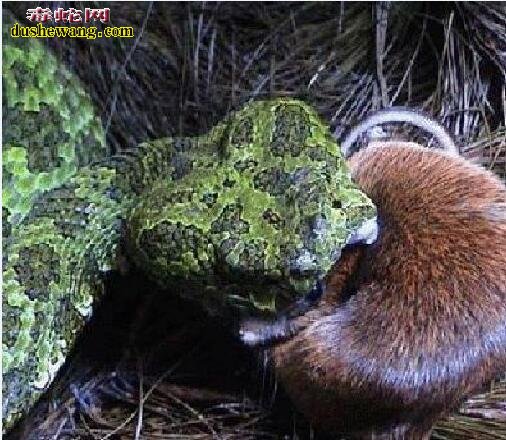 莽山烙铁头蛇吃什么?