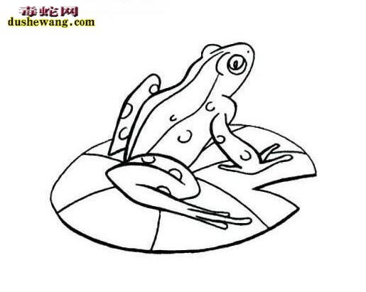 各种姿态青蛙简笔画图片大全9