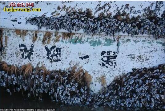 “幽灵船”:美国海岸突现日本大地震后船 内藏吓人之物