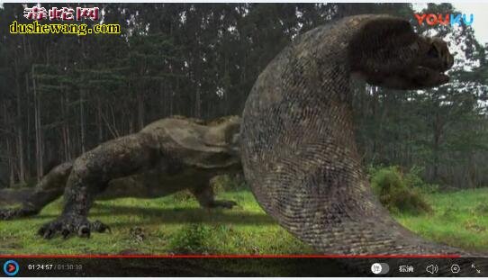 科莫多龙vs金刚巨蟒