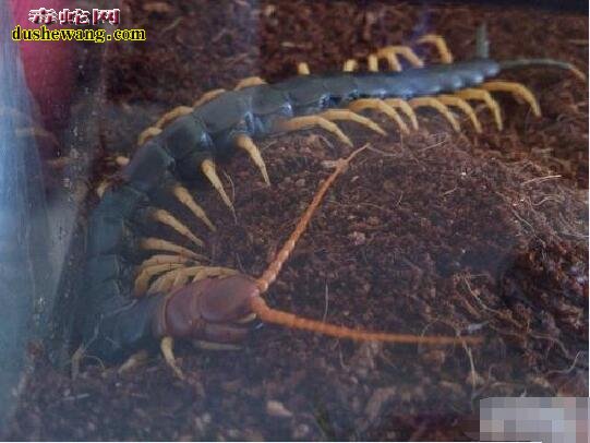 巨型蜈蚣：世界上十大巨型蜈蚣你知道有哪几种？