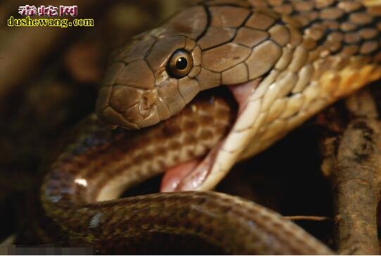 盘点六种吃蛇的动物谁最厉害！