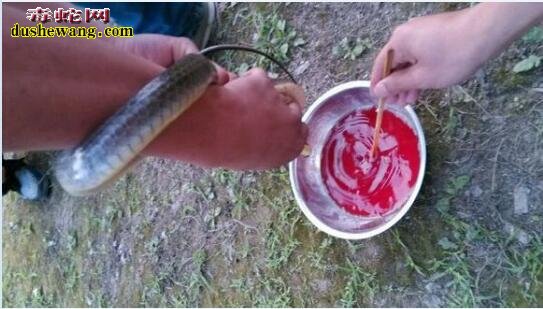 蛇的血是什么颜色？