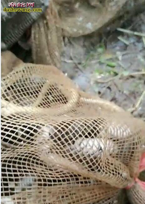 农民鱼笼捕鱼 第二天却吸引大量的水蛇!