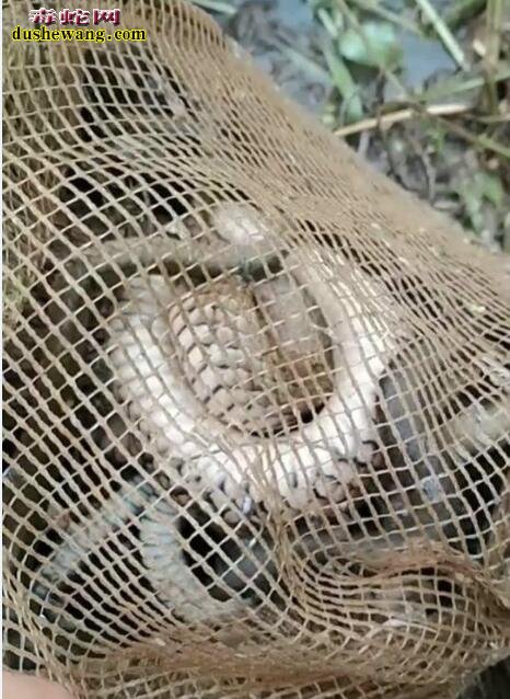 农民鱼笼捕鱼 第二天却吸引大量的水蛇！ 