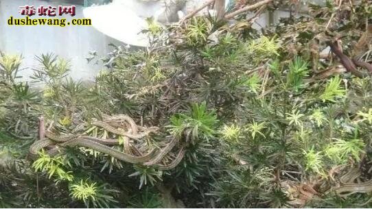 世界上最毒的小岛!蛇毒科融化人肉 是游客的禁忌地!