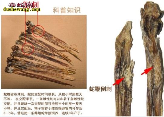 蛇鞭有多长?