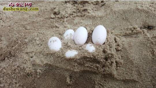 澳洲小学生学校挖沙发现43颗蛋 专家鉴定是剧剧毒毒棕蛇蛋