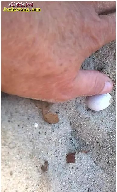 澳洲小学生学校挖沙发现43颗蛋 专家鉴定是剧剧毒毒棕蛇蛋