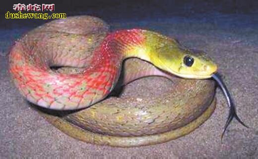 红脖颈槽蛇的天敌有哪些？