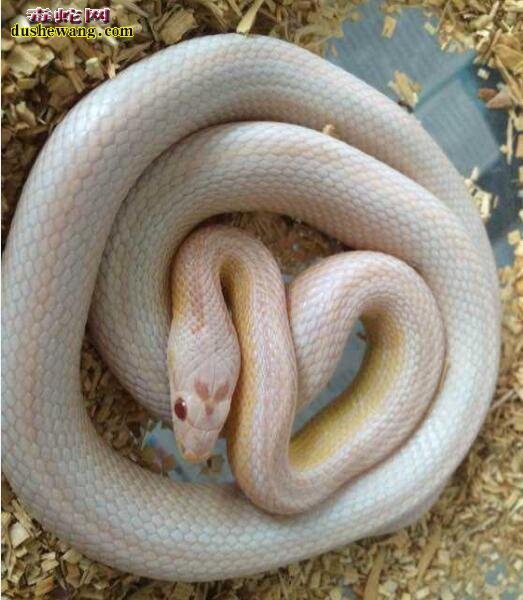 粉色玉米蛇：粉色玉米蛇价格多少？