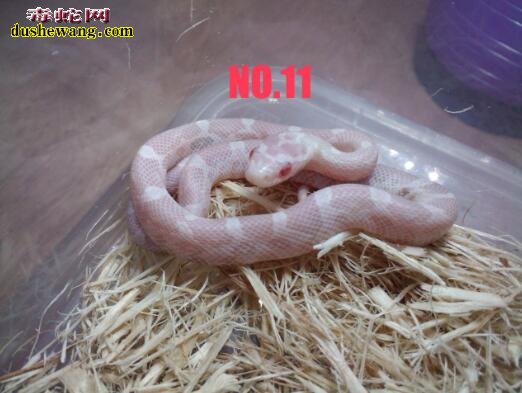粉色玉米蛇：粉色玉米蛇价格多少？