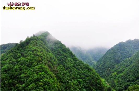 蟒蛇渡劫:野人山千年蟒蛇渡劫事件!守墓人遵祖训助其飞升!