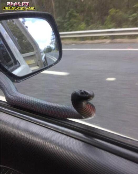 澳洲毒蛇“泛滥” 剧毒腹伊澳蛇爬车上吓坏司机！